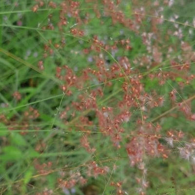 Melinis repens — flower