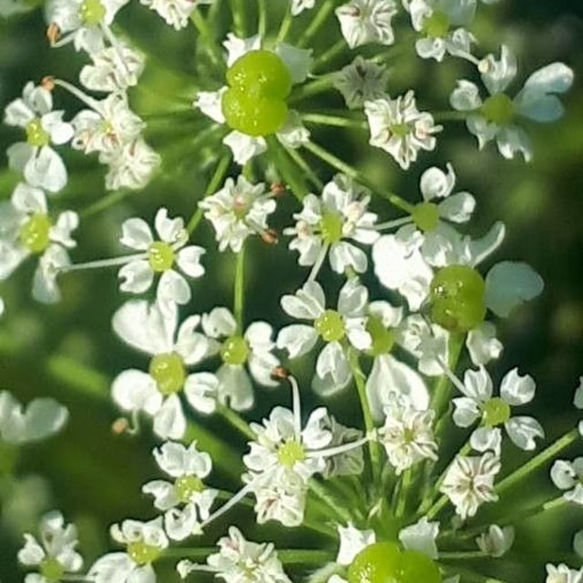 Chaerophyllum aureum — flower