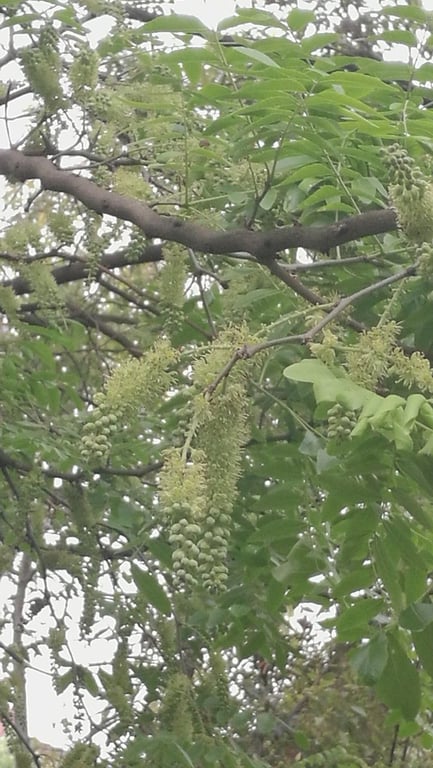 Chinese honey-locust