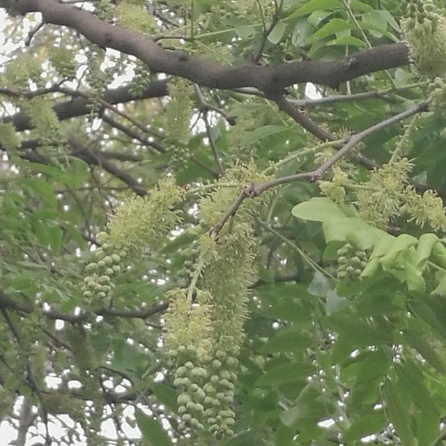 Chinese honey-locust