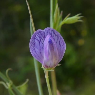 Lathyrus angulatus — flower