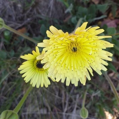 Andryala integrifolia — flower