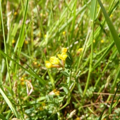 Ornithopus pinnatus — flower
