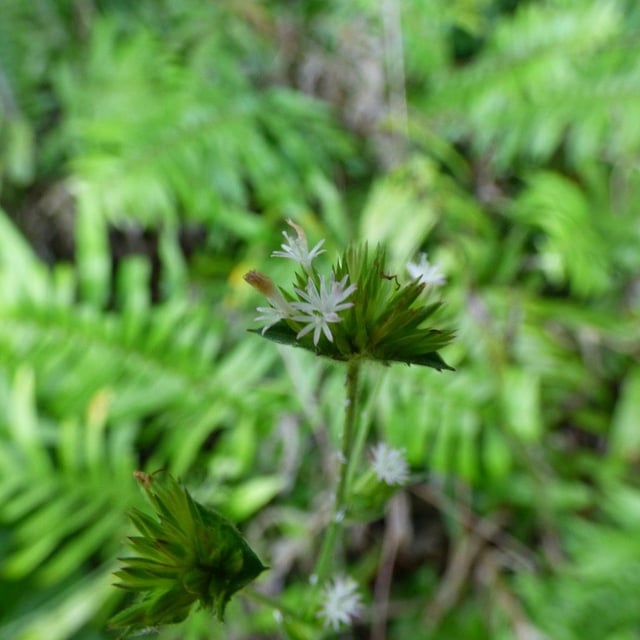 Elephantopus mollis — flower