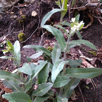 Arabis collina — flower