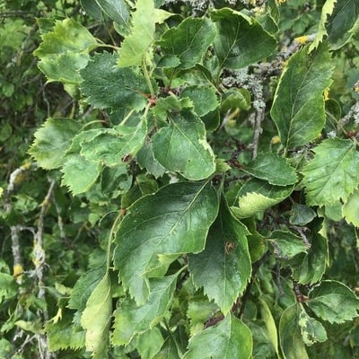 Crataegus mollis — leaf