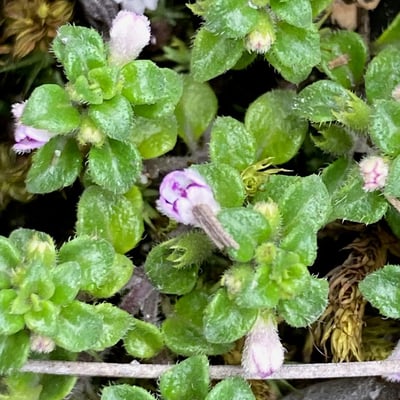 Clinopodium nubigenum — flower