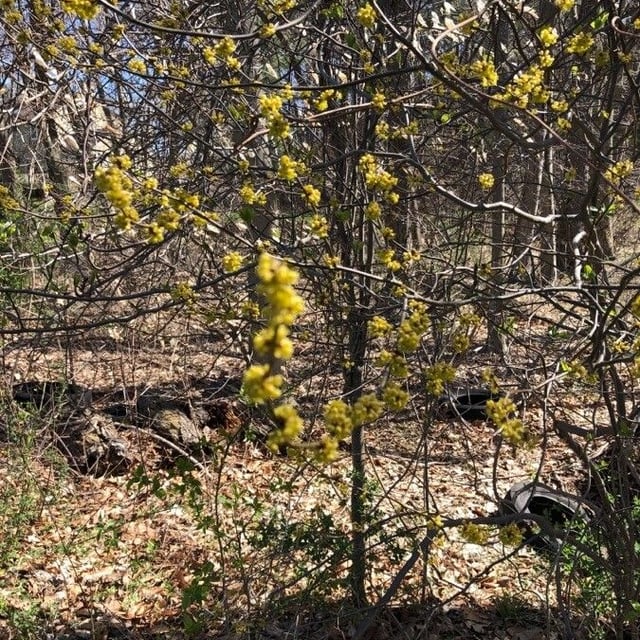 Lindera benzoin — flower