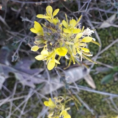Erucastrum nasturtiifolium — flower