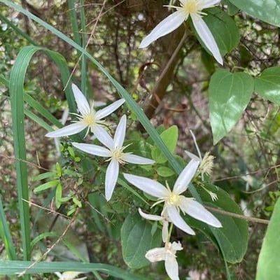 Clematis aristata — flower