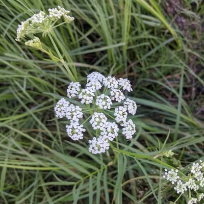Cicuta virosa — flower