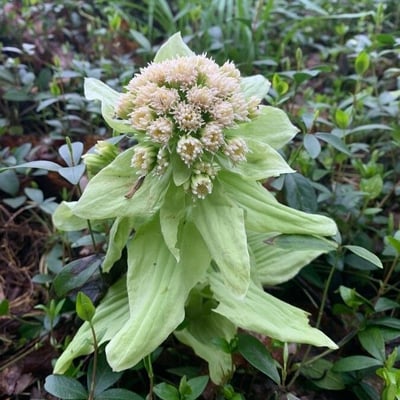 Petasites japonicus — flower