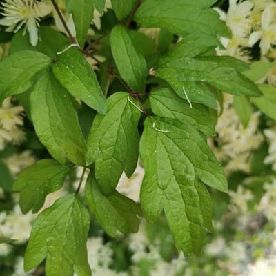 Clematis apiifolia — leaf