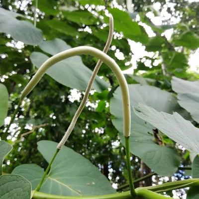 Piper auritum — flower