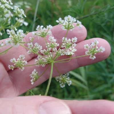 Chaerophyllum bulbosum — flower