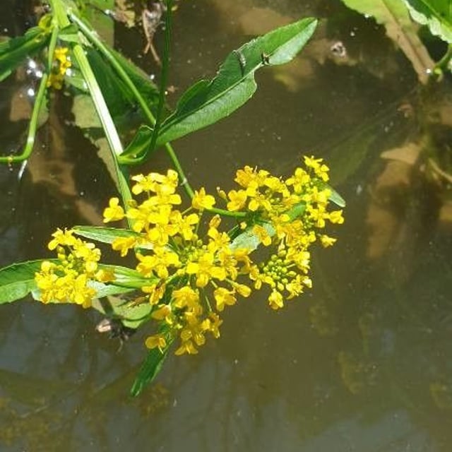 Rorippa amphibia — flower
