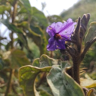 Solanum lycocarpum — flower