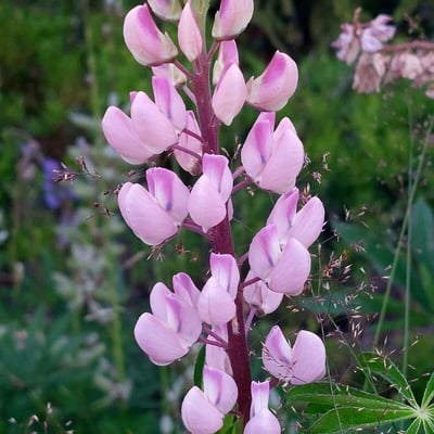 Lupinus perennis — flower