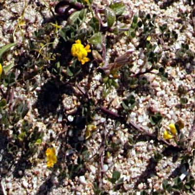 Medicago littoralis — flower