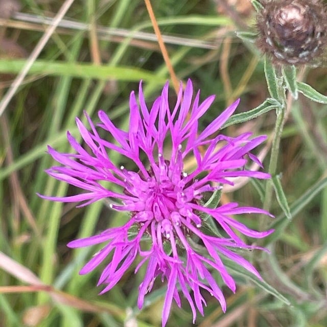 Centaurea debeauxii — flower