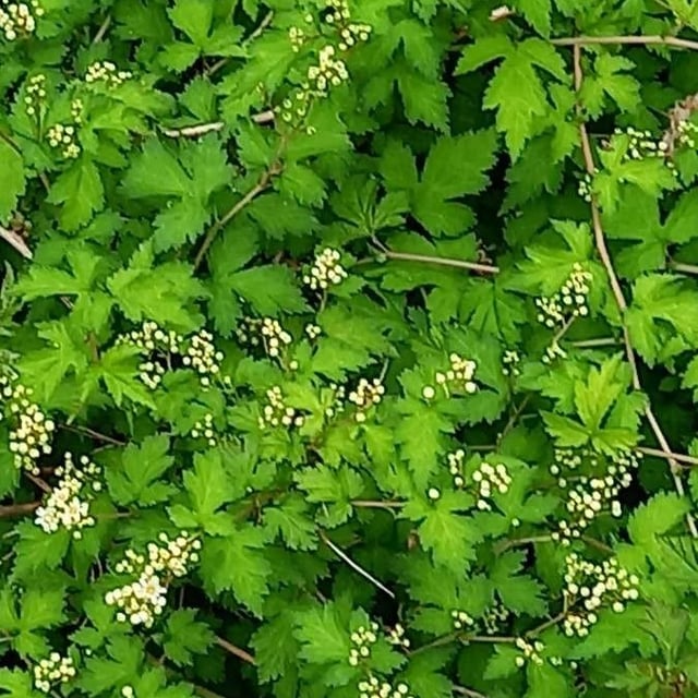 Neillia incisa — flower