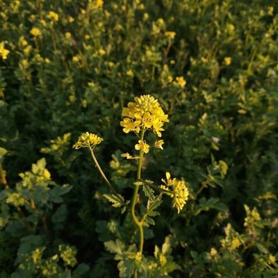 Sinapis alba — flower
