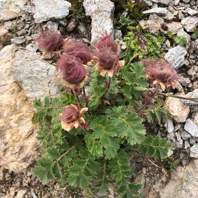 Geum reptans — flower
