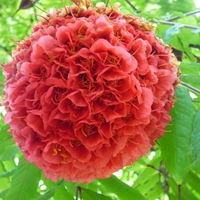 Brownea grandiceps — flower