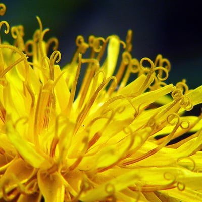 Taraxacum rubicundum — flower