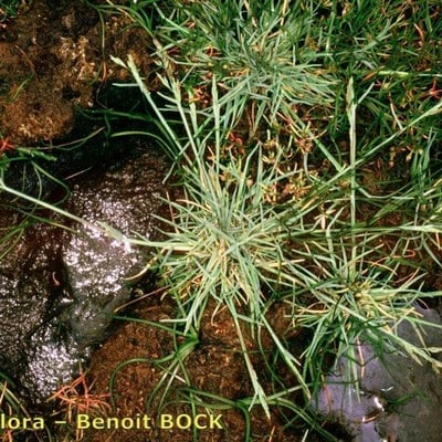 Puccinellia fasciculata — habit
