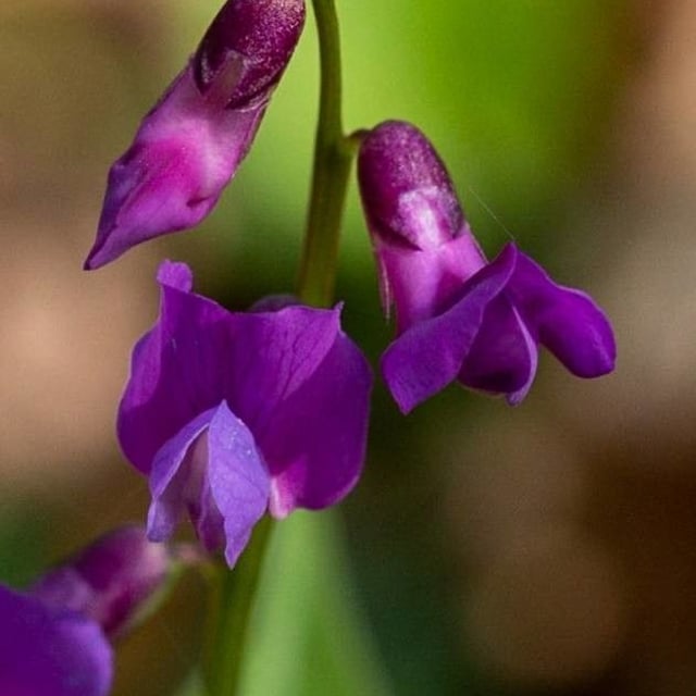 Lathyrus vernus — flower