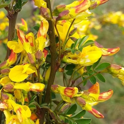 Hippocrepis emerus — flower