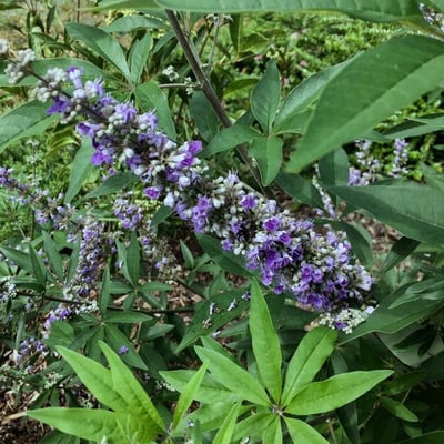 Vitex agnus-castus — flower