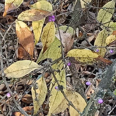 Callicarpa mollis — leaf