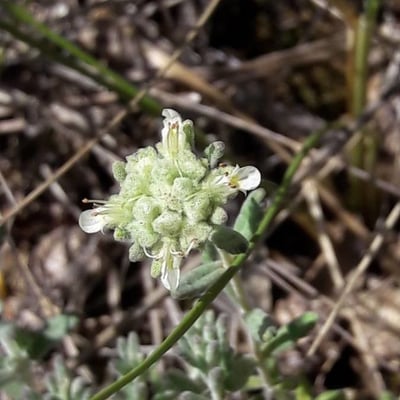 Teucrium polium — flower