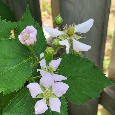 Rubus pensilvanicus — flower