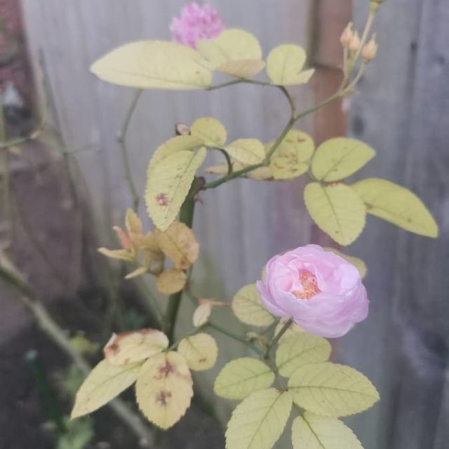 Rosa tomentosa — flower