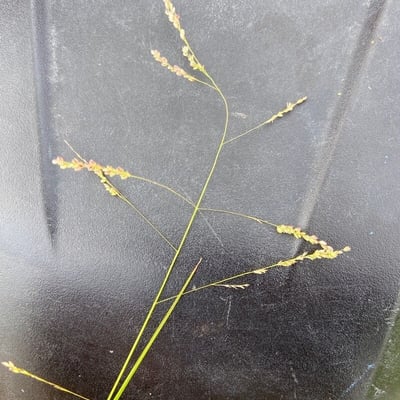 Panicum repens — flower