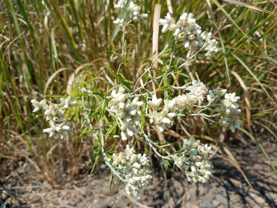 California rabbit-tobacco