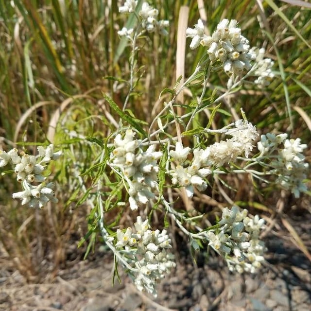 Pseudognaphalium californicum — flower
