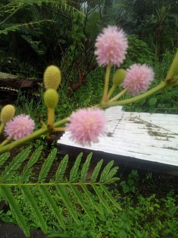 Bashfulplant