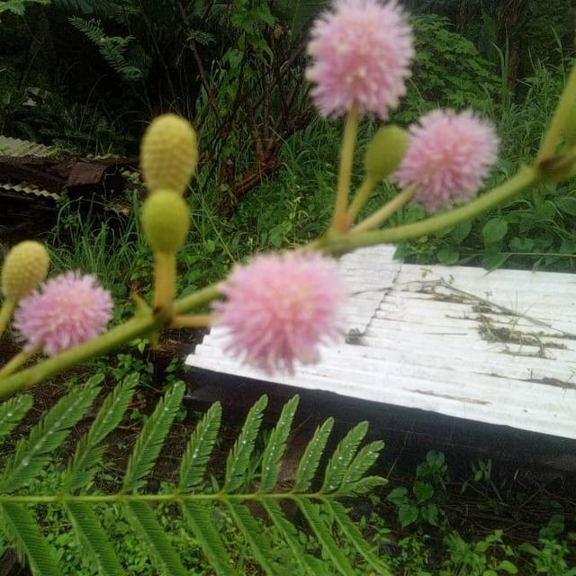 Mimosa pigra — flower