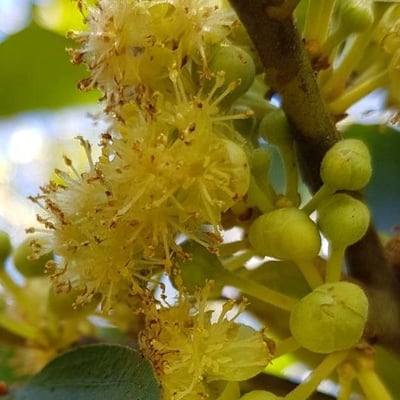 Litsea glutinosa — flower