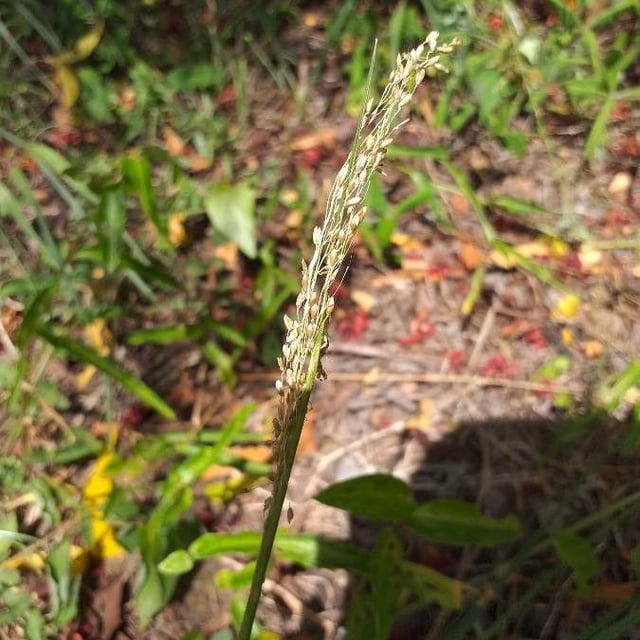 Panicum maximum — flower