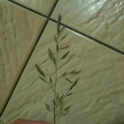 Eragrostis barrelieri — flower