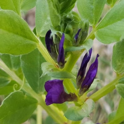 Vicia narbonensis — flower