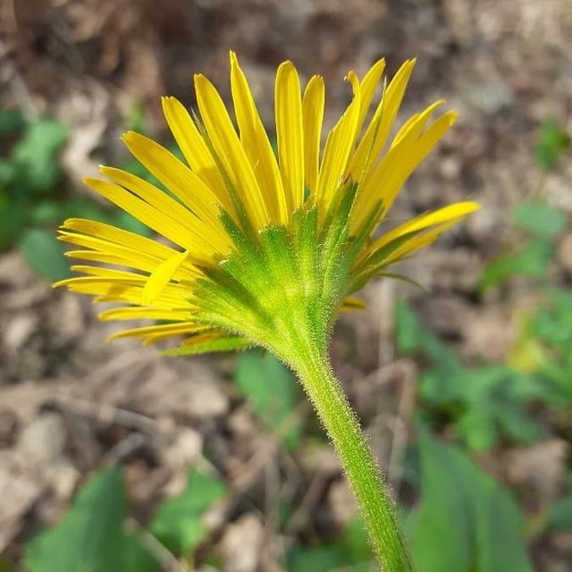 Doronicum plantagineum — flower