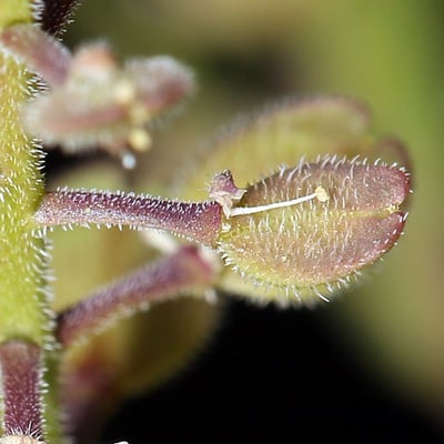 Lepidium lasiocarpum — flower