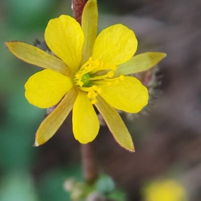 Corchorus aestuans — flower
