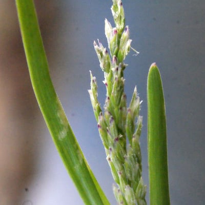 Poa infirma — flower